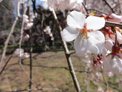 桜１