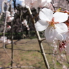桜１