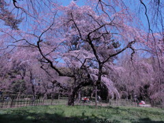 桜２