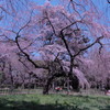 桜２