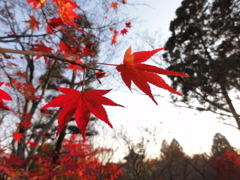 紅葉１