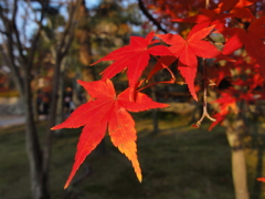 紅葉２
