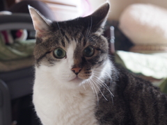 愛猫♪