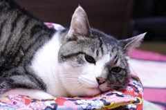 愛猫