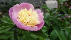 庭に咲く一輪の花