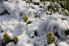4月の雪