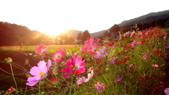 秋の夕日