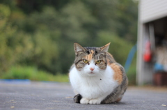 じろり・・・(｡￢д￢｡)