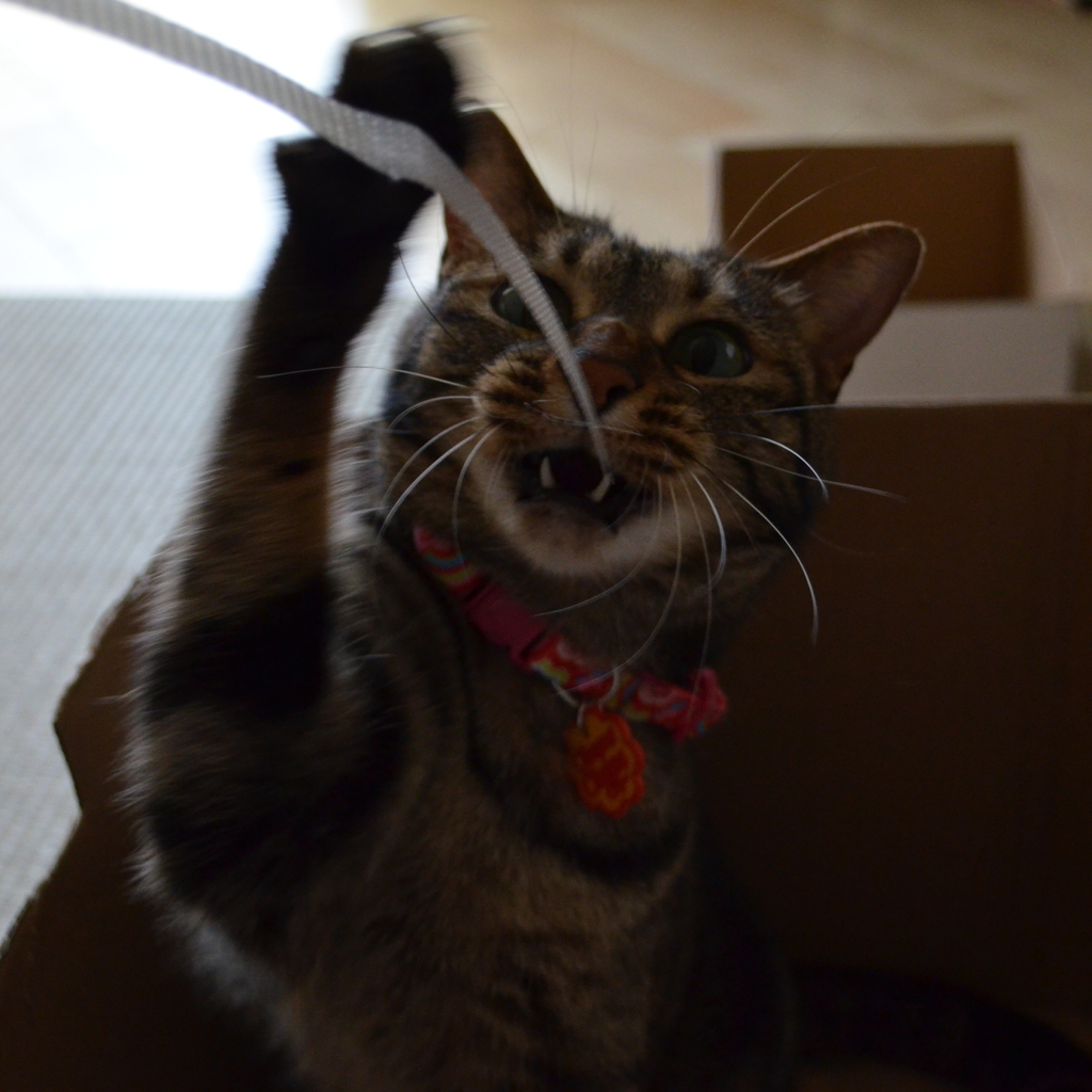 荒ぶる愛猫