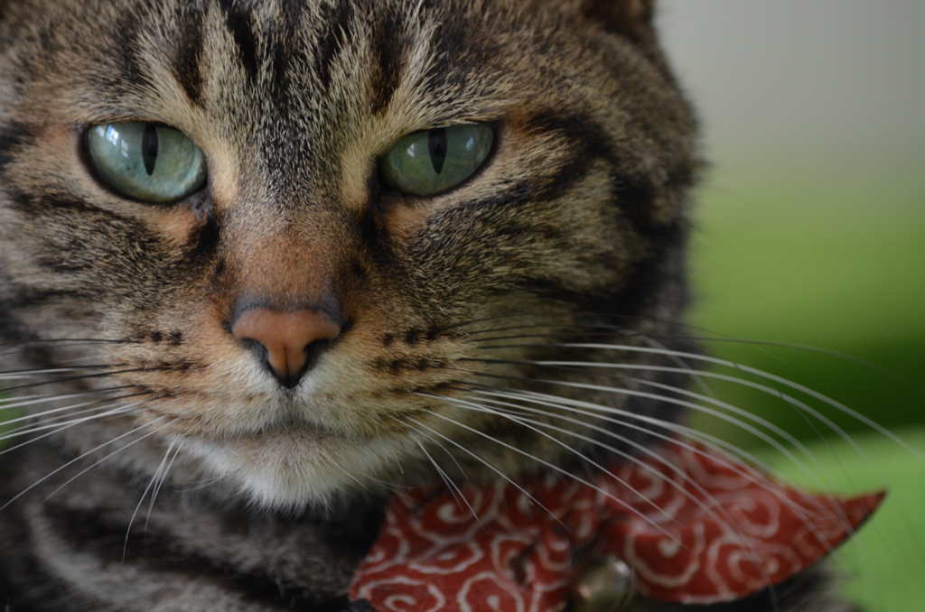 赤いマフラーのヒーロー？