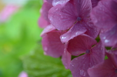 潤う紫陽花