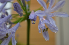 雨の滴