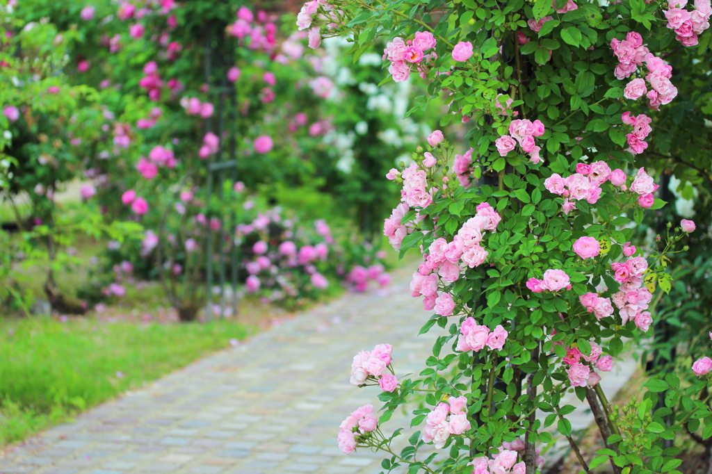 The rose sidewalk