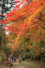 Autumn Road