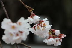 早咲きの桜