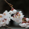 早咲きの桜