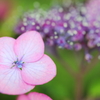 装飾花の誘い