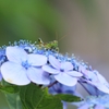 バッタだって紫陽花が好き