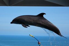 夏空と日本海をバックに