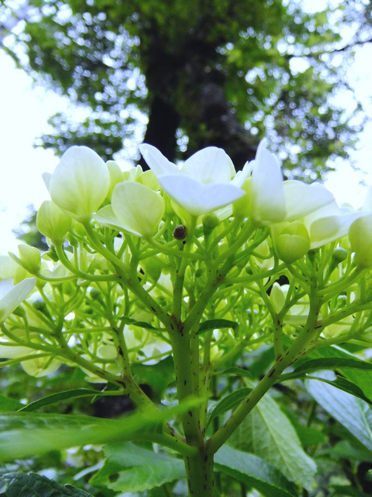 かたつむり