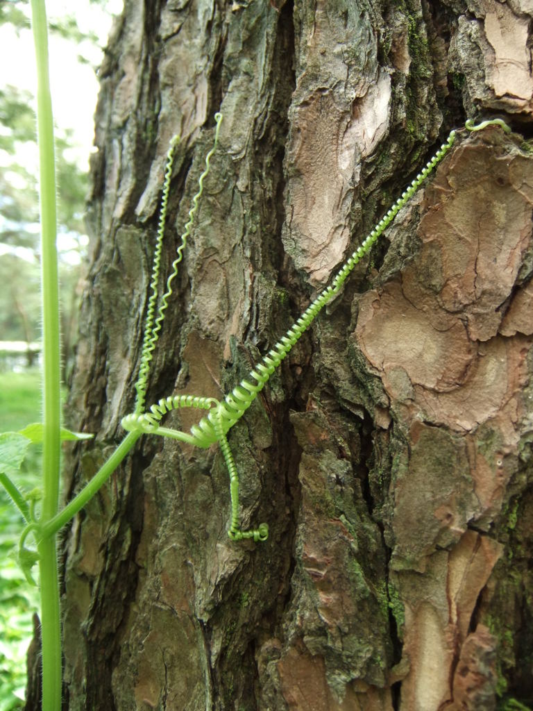 フックを架けろ