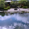 庭園の錦鯉