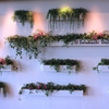 Plant in the wall