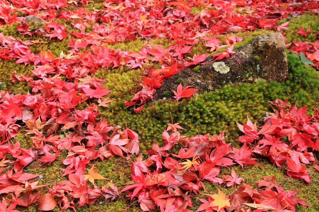 苔に 秋の掛布団