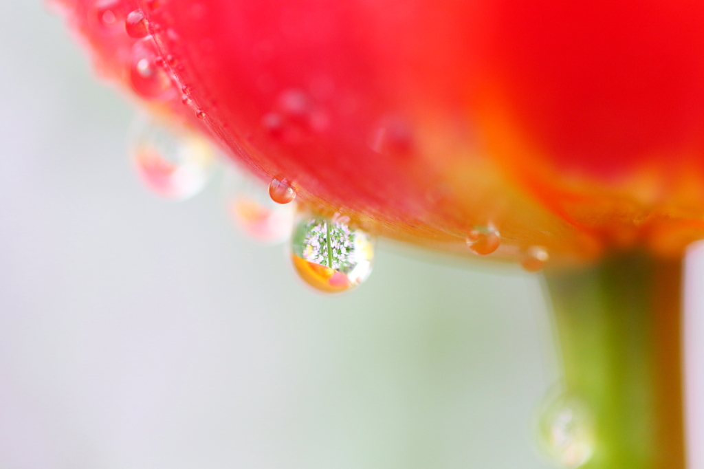 雨粒の世界