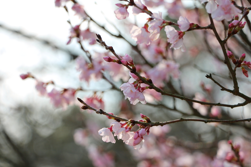 咲き始めの桜