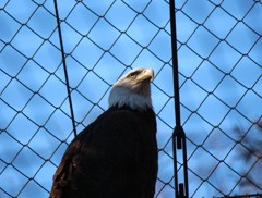 アメリカの国鳥