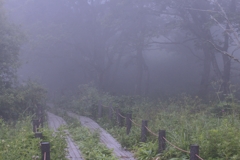 拒む森