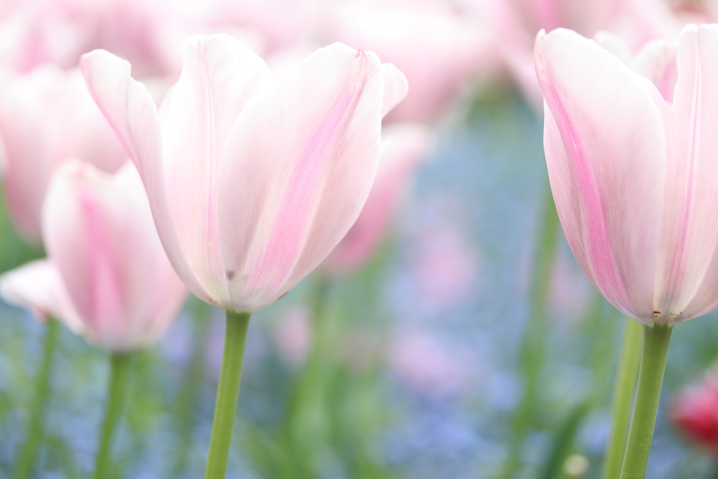 桜色