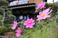 蕎麦屋の秋桜