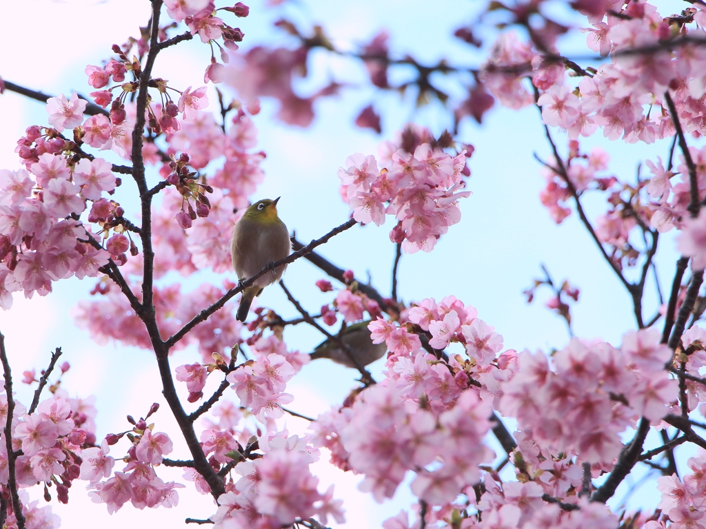 河津桜に花見鳥
