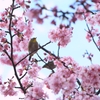 河津桜に花見鳥