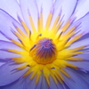 蓮の花