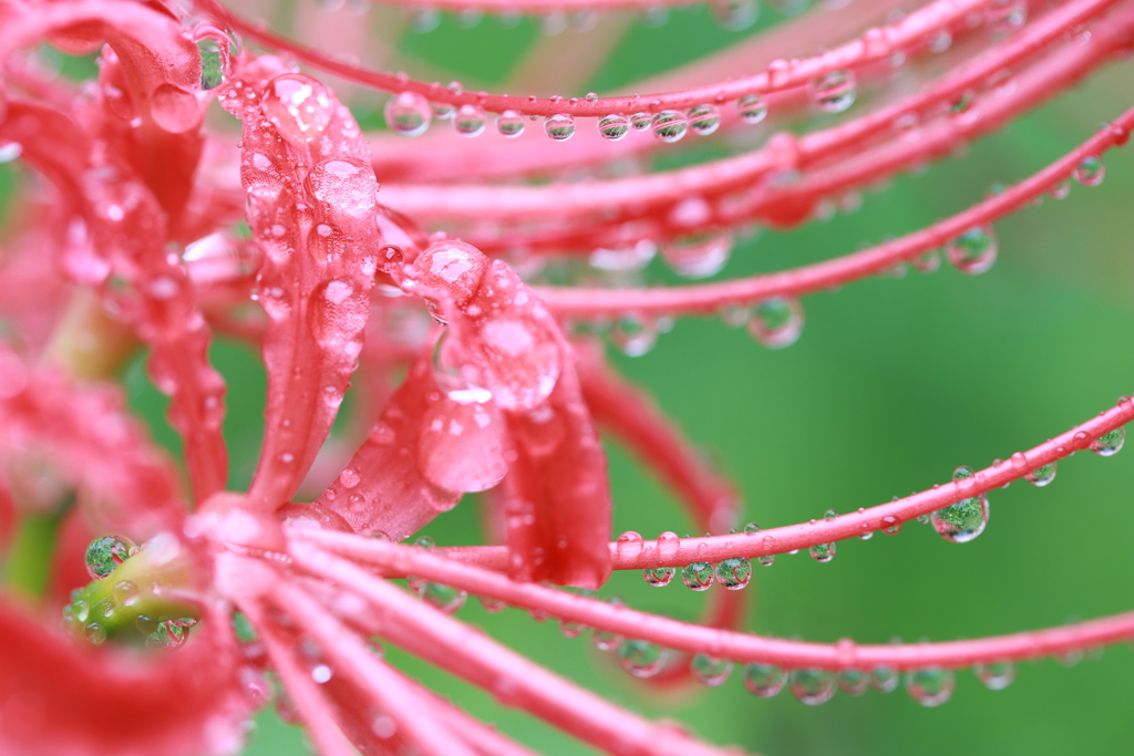 秋雨の雫