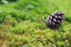 苔の絨毯