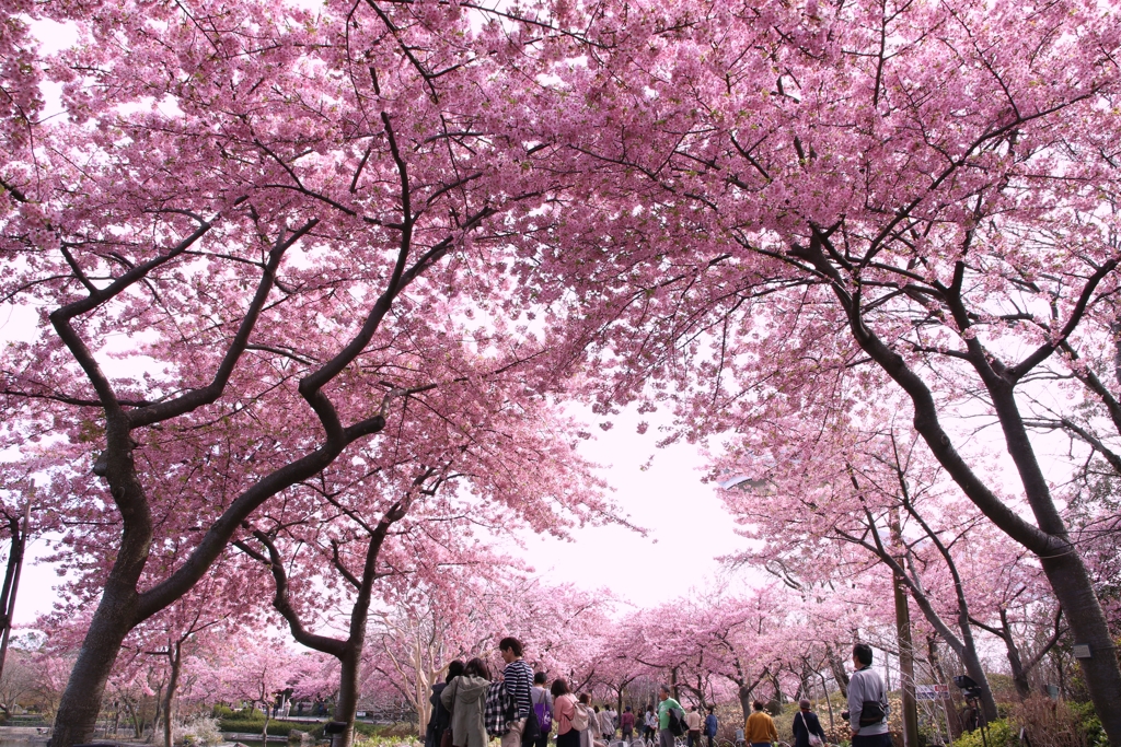 河津桜で埋め尽くし