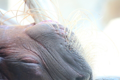 春は眠いのう。ZZZ.....　