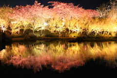 水鏡に映る桜