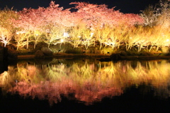 水鏡に映る桜