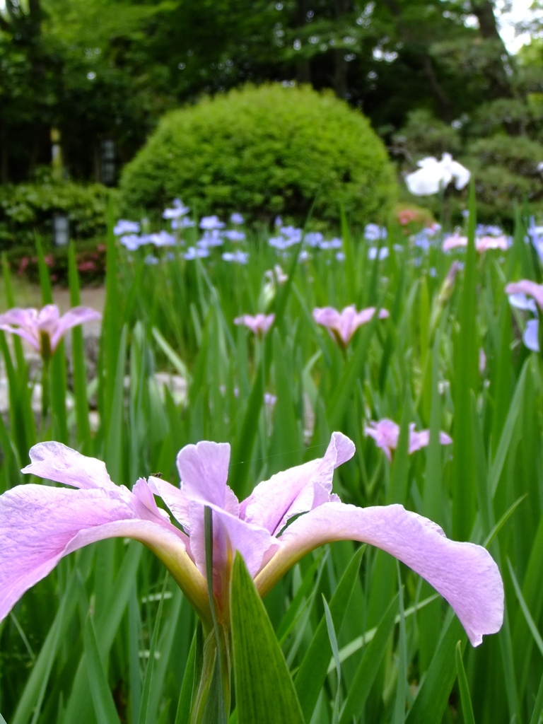 菖蒲