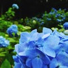 あおあじさい