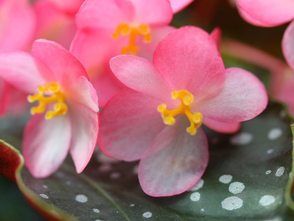 木立性ベゴニア