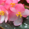 木立性ベゴニア
