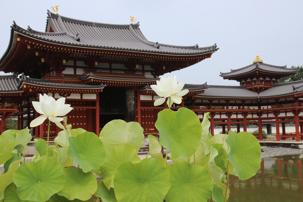 蓮と平等院