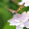 紫陽花で一休み