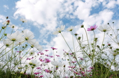 雲を背景に